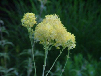 Thalictrum flavumPoelruit bestellen